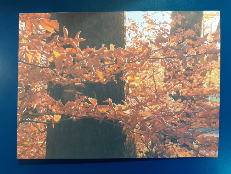 Karte - Filigran und standhaft im Herbstlicht - Wie gemalt
