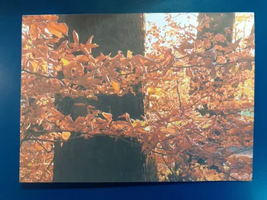 Karte - Filigran und standhaft im Herbstlicht - Wie gemalt