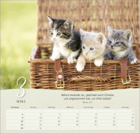 Katzen - Wandkalender