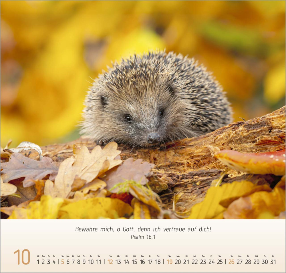 Gesichter der Natur - Wandkalender