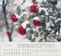 Rosen - Tischkalender