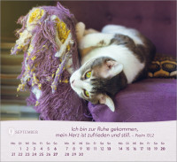 Katzen - Tischkalender