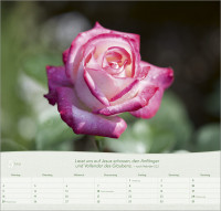 Rosen - Wandkalender