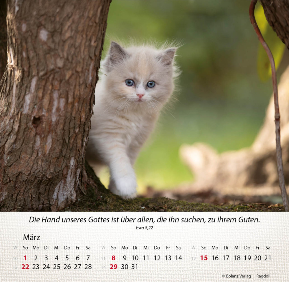 Kalender Katzen - Tischkalender