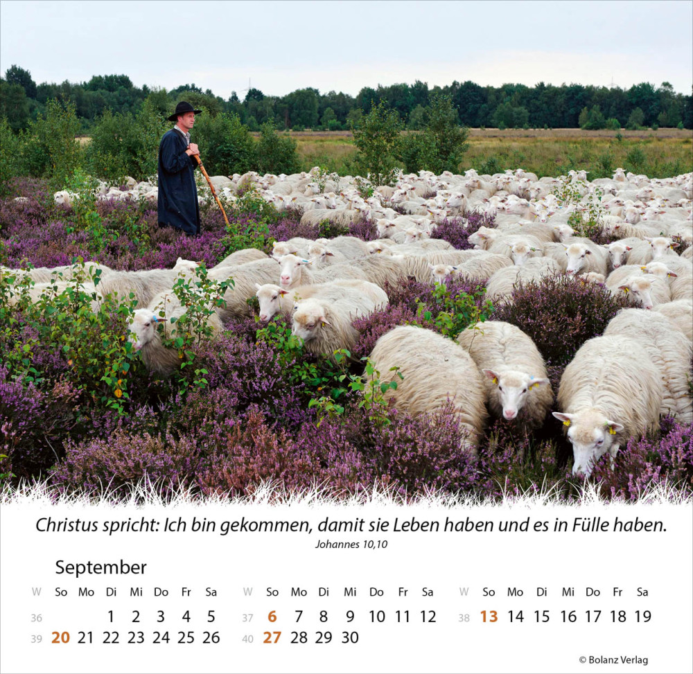 Kalender Ein Leben für die Schafe - Tischkalender