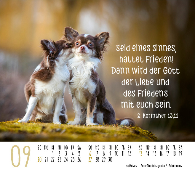 Kalender Hunde - Treue Wegbegleiter - Minikalender