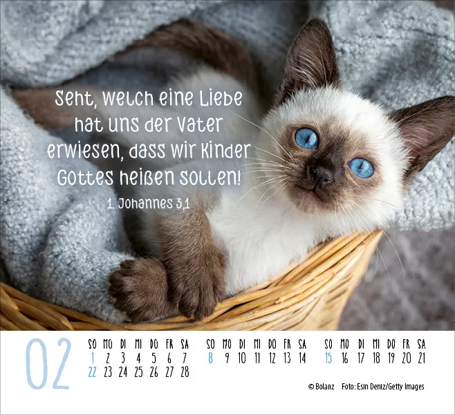 Kalender Katzen - Auf leisen Pfoten - Minikalender
