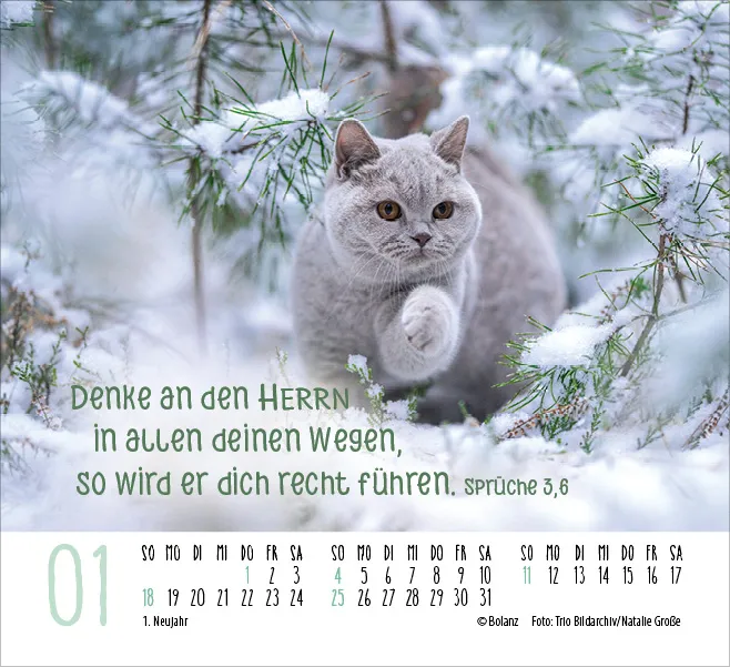 Katzen - Auf leisen Pfoten - Minikalender
