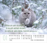 Katzen - Auf leisen Pfoten - Minikalender