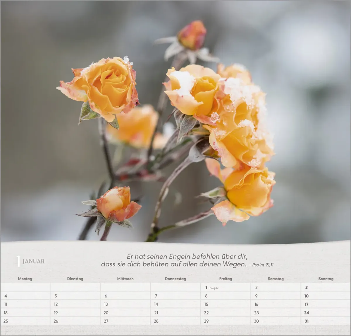 Rosen - Wandkalender