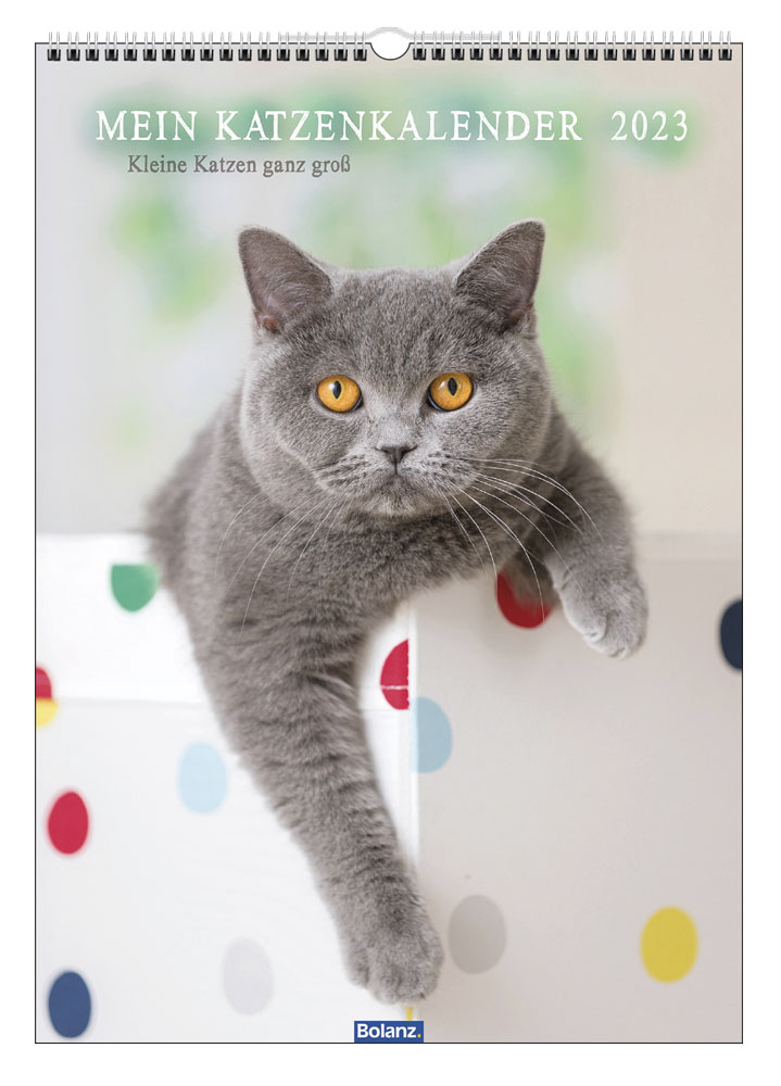 Kalender Mein Katzenkalender - Posterkalender